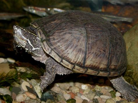 Common Musk Turtle Lifespan