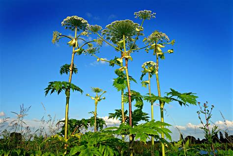 Giant Hogweed Takeover Can Uk S Most Dangerous Plant Be Stopped Bleak Outlook Uk News Express Co Uk