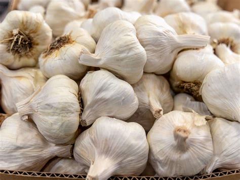 How Is Garlic Grown In California California Grown