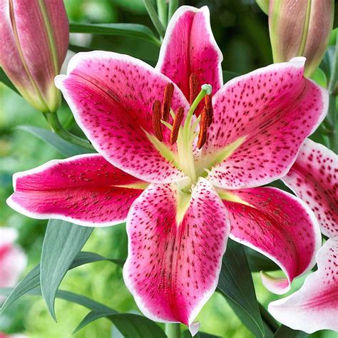 Lilies How To Plant Grow And Care For Lily Flowers The Old Farmer Amp 39 S Almanac