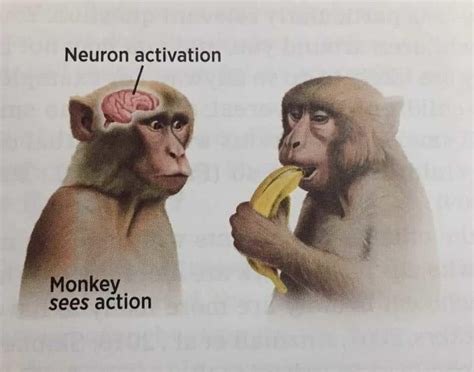 Monkey See Monkey Do Neuron Activation In 2025 Funny Pictures
