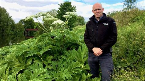 Nasty Giant Hogweed Thrives As Lockdown Cuts Treatment Bbc News